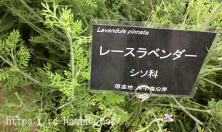 レースラベンダー 冬越し