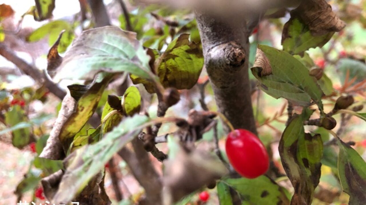 サンシュユの実ってどんな味 画像付き 自然植物図鑑