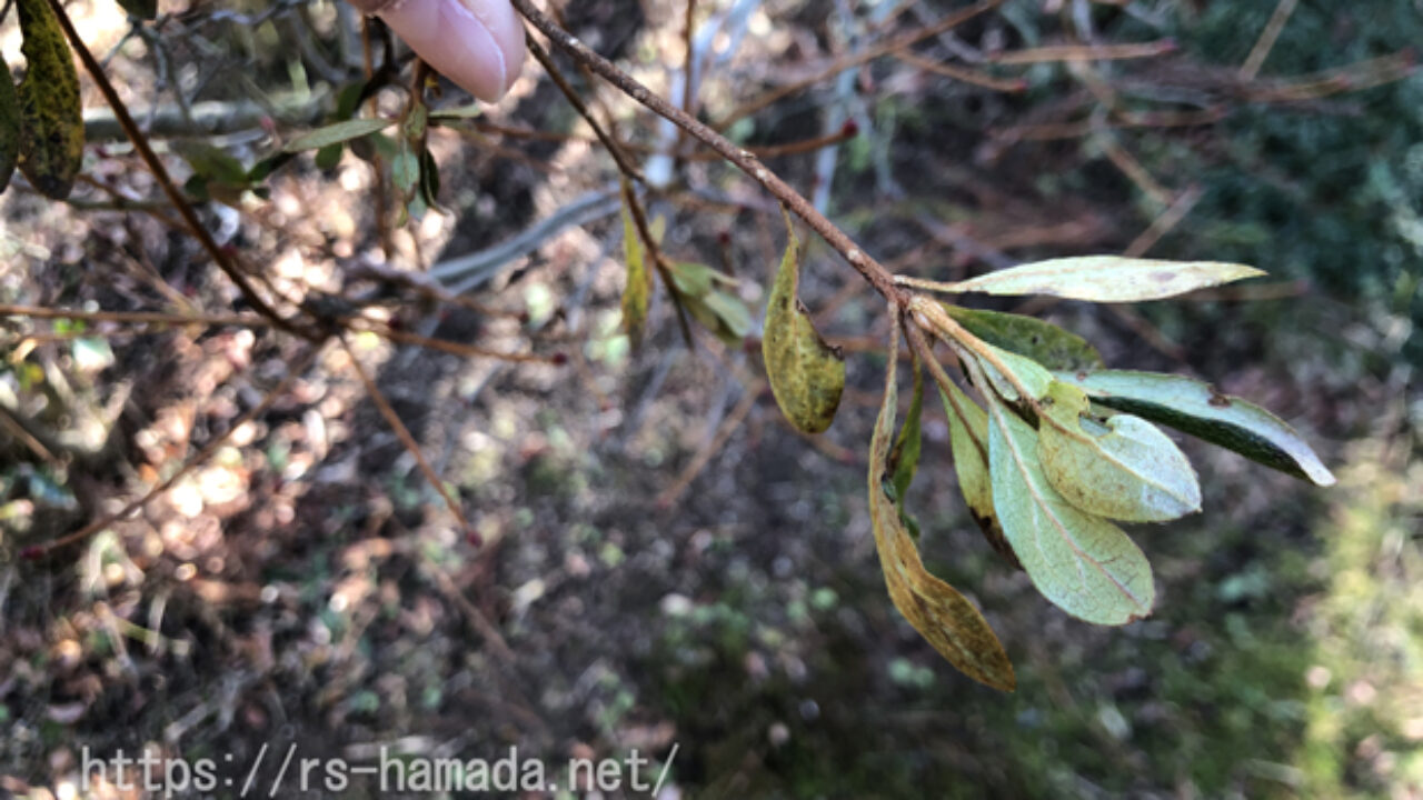ドウダンツツジの葉が茶色になる原因と対策 自然植物図鑑