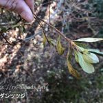 ドウダンツツジ 葉が茶色
