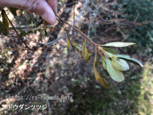 クスノキの葉に茶色い斑点が 何の病気 自然植物図鑑
