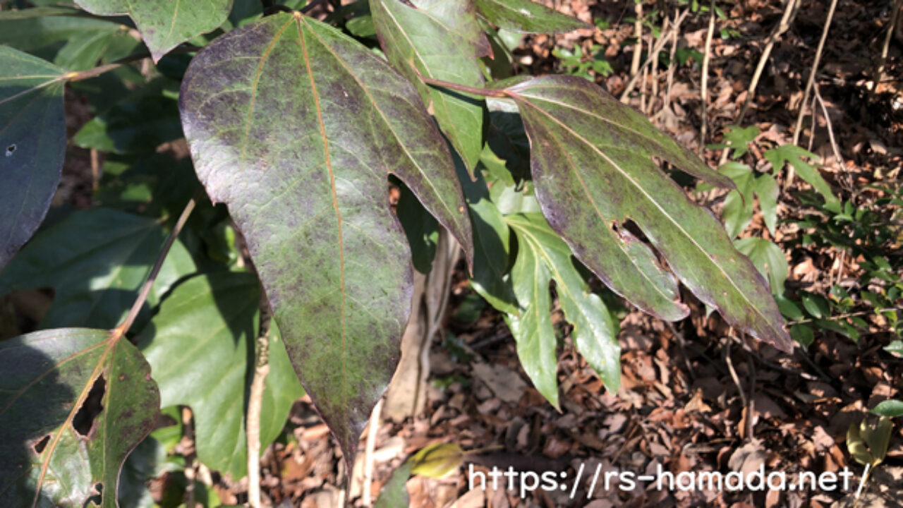 カクレミノの風水 おすすめの方角は 自然植物図鑑