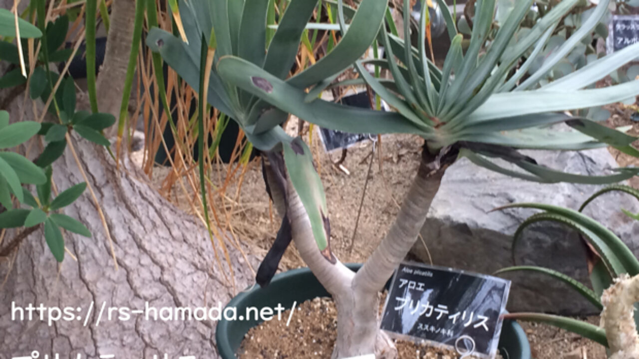 アロエ プリカティリスの水やりポイント 自然植物図鑑