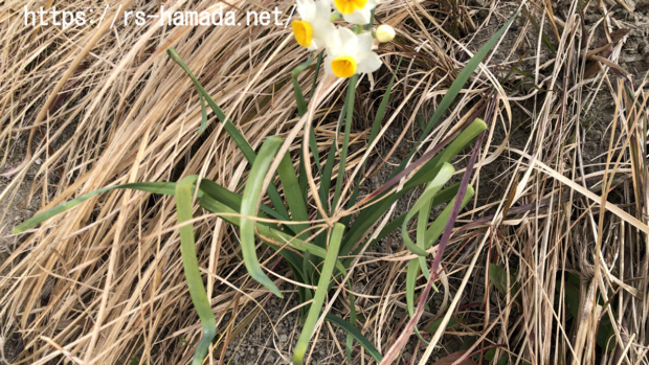 スイセンの花に含まれる毒 自然植物図鑑