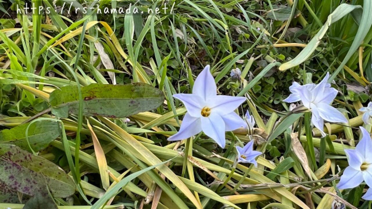 ハナニラの花言葉とその由来 自然植物図鑑