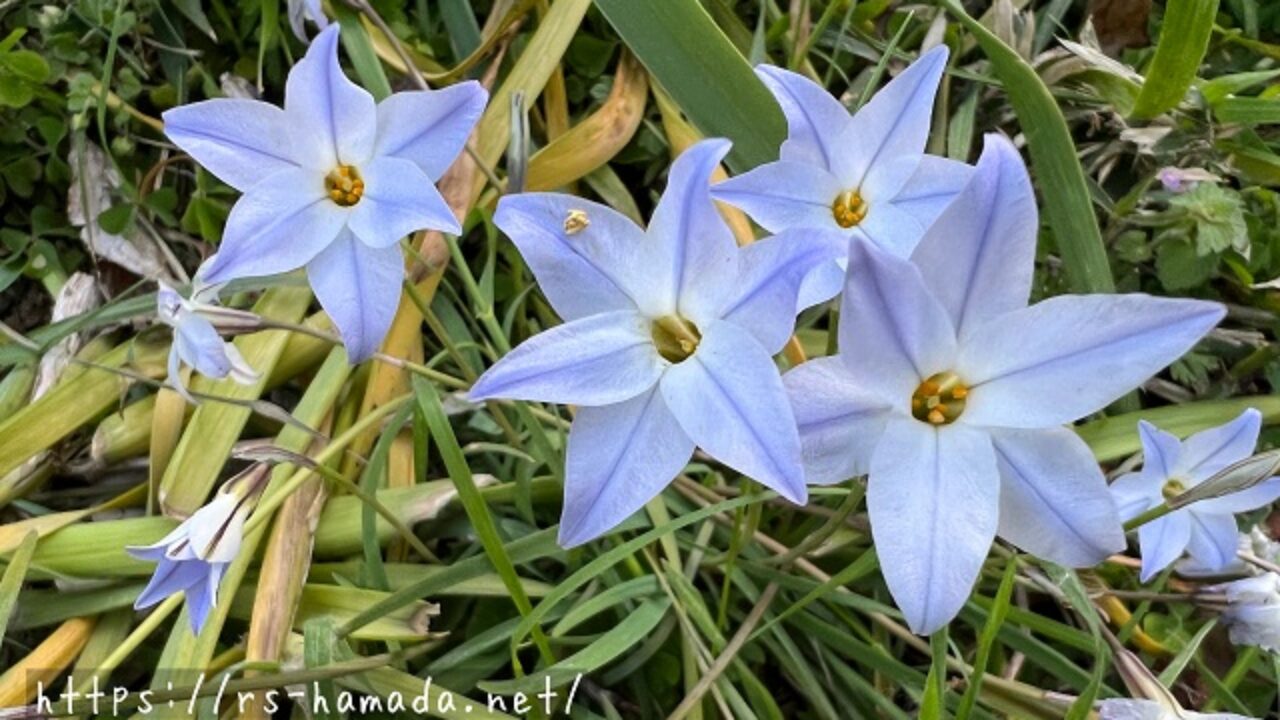 ハナニラは雑草扱いで大丈夫 自然植物図鑑