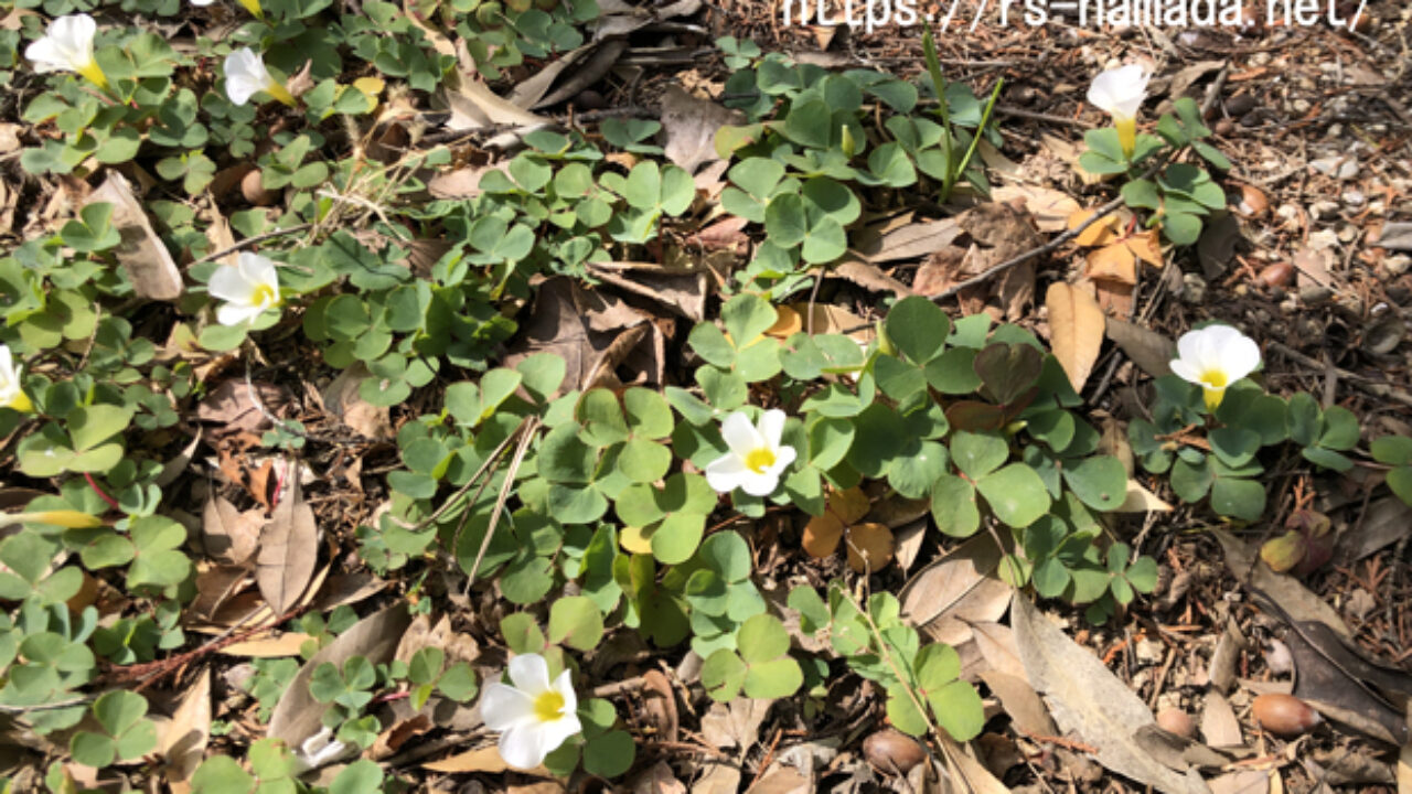 オキザリスの花言葉とその由来をわかりやすく解説 自然植物図鑑