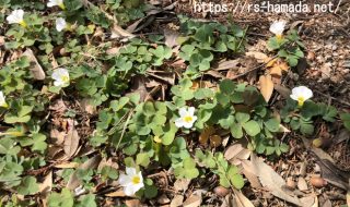 オキザリス 自然植物図鑑