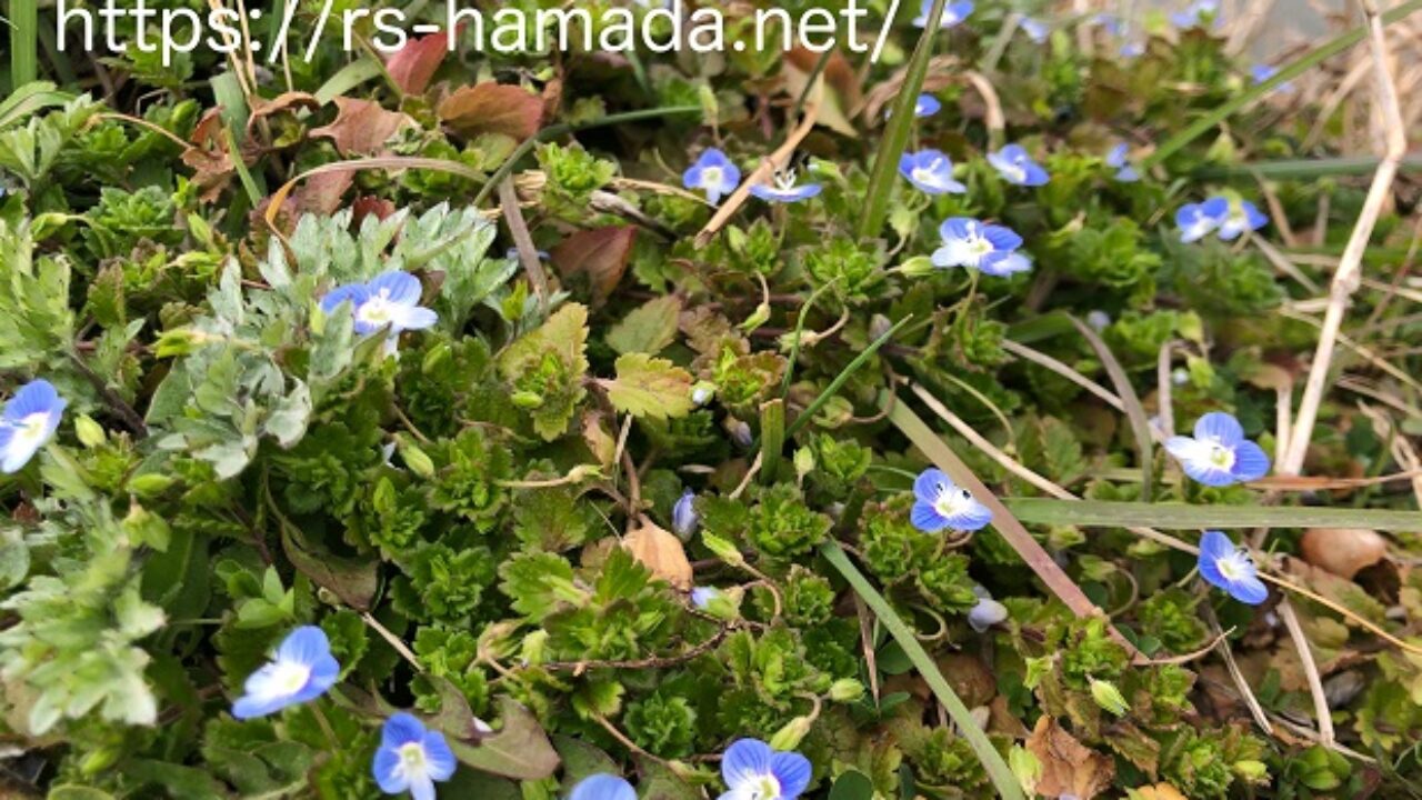 オオイヌノフグリの花が咲く季節と花言葉とその由来 自然植物図鑑