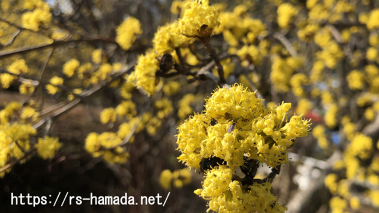 サンシュユの花言葉と名前の由来 自然植物図鑑