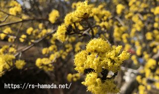 ミズキ科 自然植物図鑑