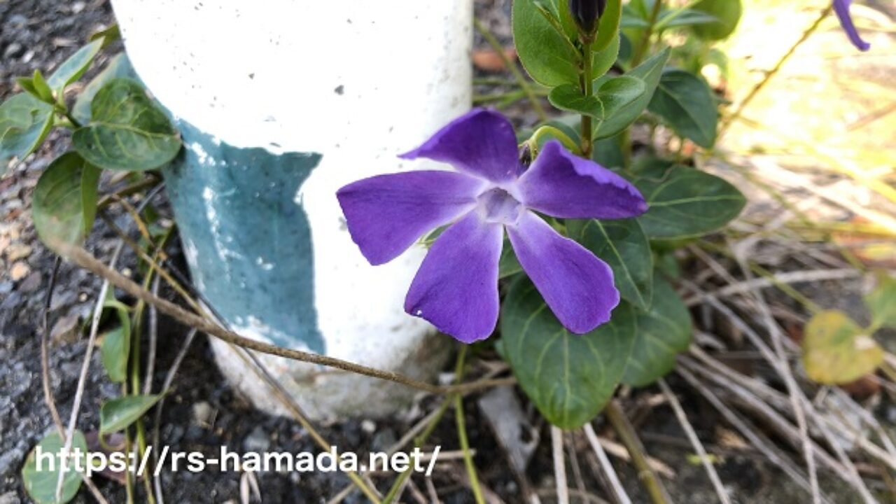 ツルニチニチソウを植えてはいけない理由 自然植物図鑑