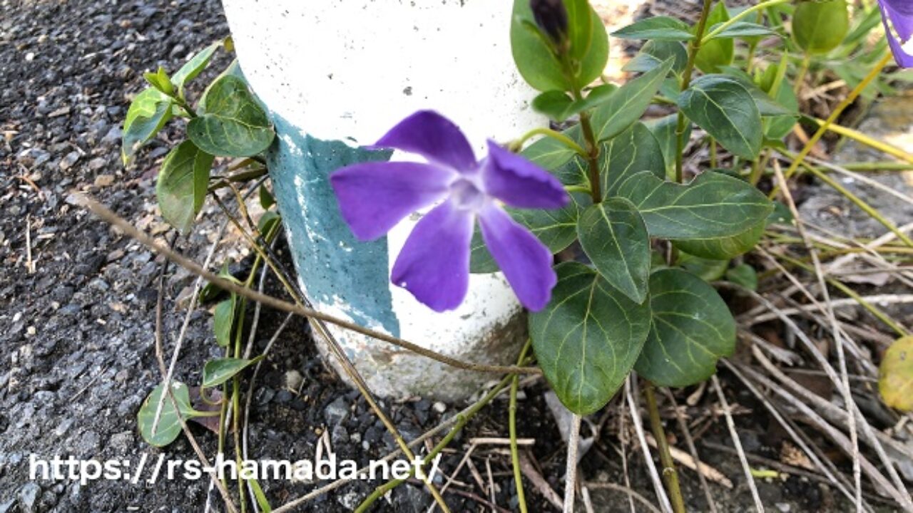 ツルニチニチソウの毒性 自然植物図鑑