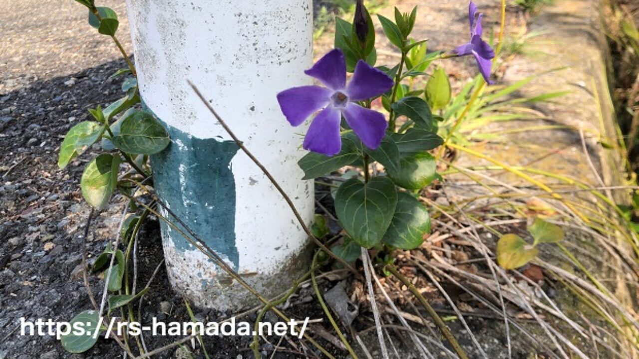 ツルニチニチソウの花言葉と由来 自然植物図鑑