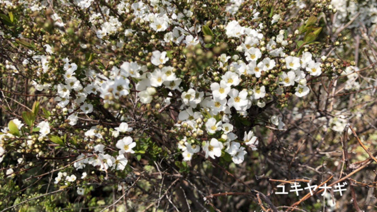 ユキヤナギの花言葉と由来に怖い意味は含まれている 自然植物図鑑