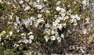 ユキヤナギの花言葉と由来に怖い意味は含まれている