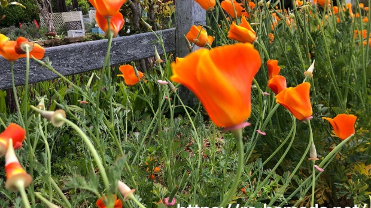 ハナビシソウの花の特徴 自然植物図鑑