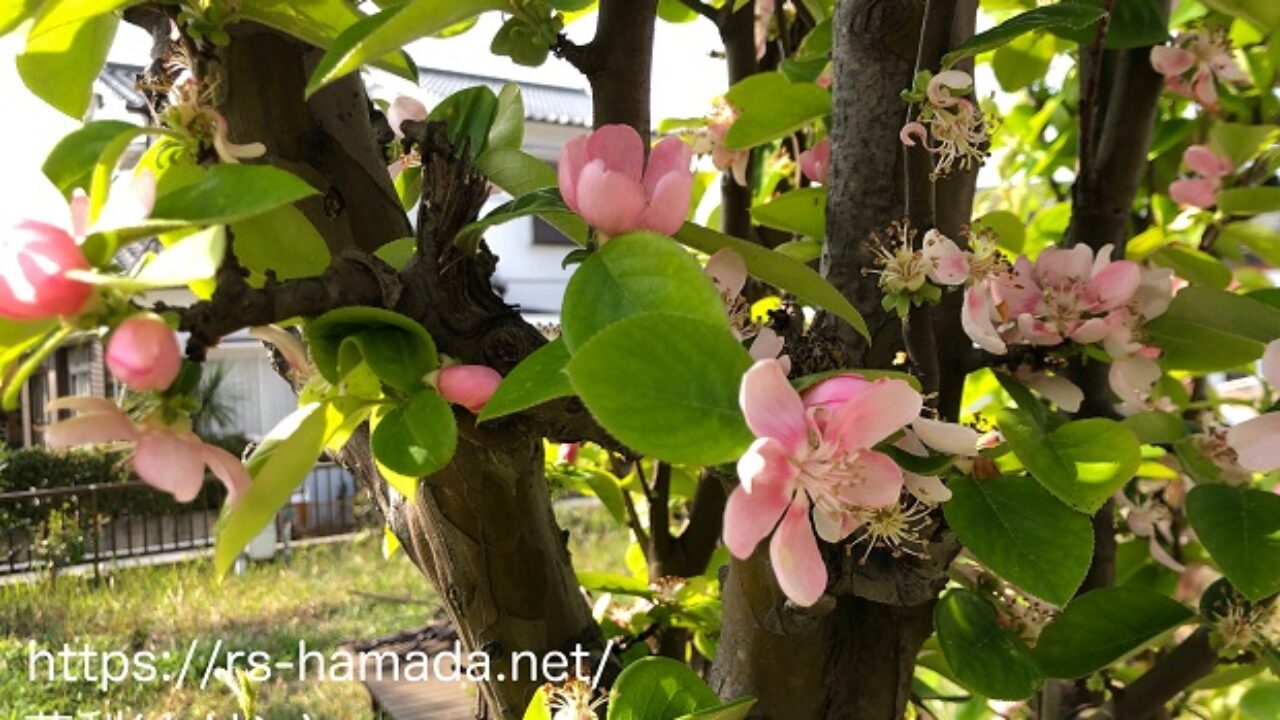 花梨の花の色と花の特徴を画像付きで解説 自然植物図鑑