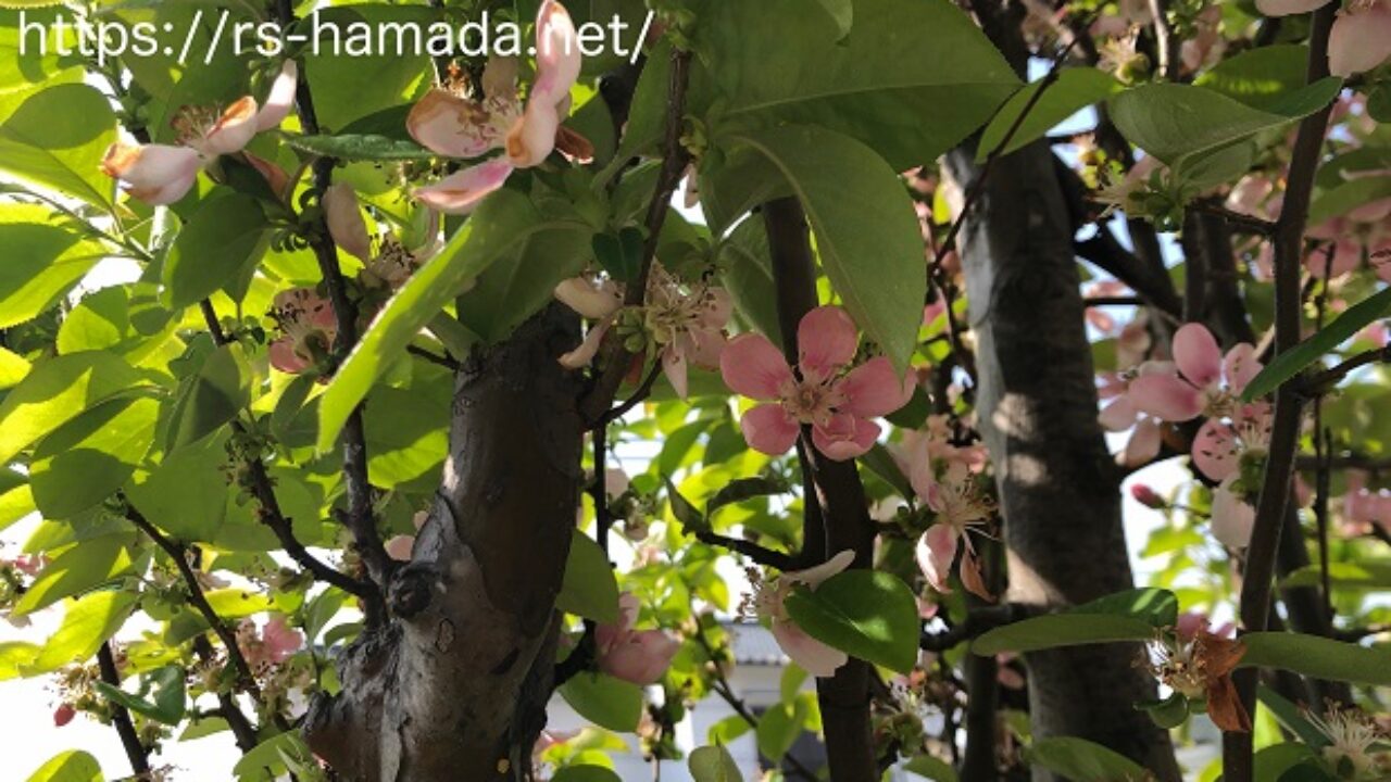 花梨 カリン の花の花言葉は 自然植物図鑑