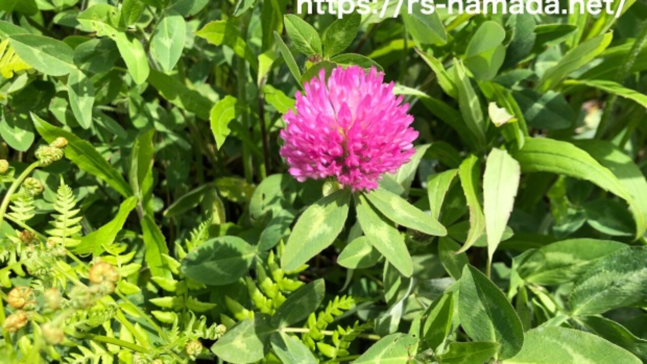 ムラサキツメクサの花言葉と由来 自然植物図鑑