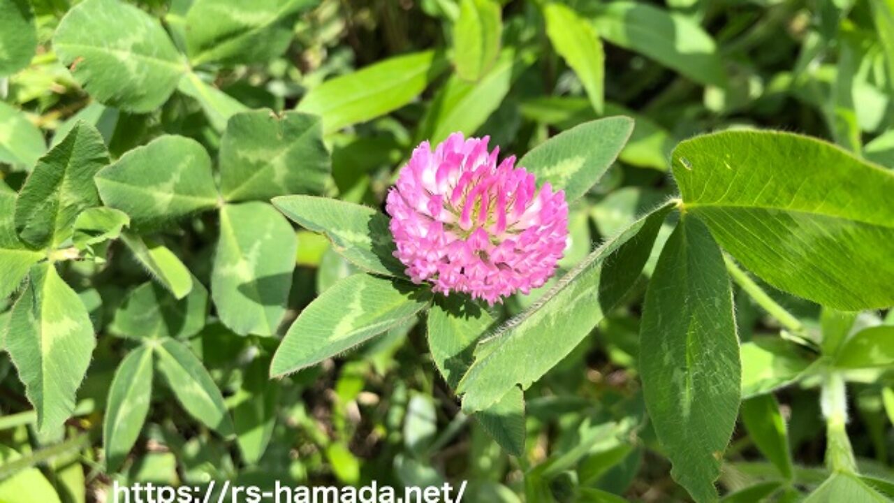 ムラサキツメクサ アカツメクサ に似てる花は 自然植物図鑑