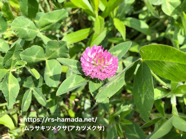 ムラサキツメクサ アカツメクサ に似てる花は 自然植物図鑑