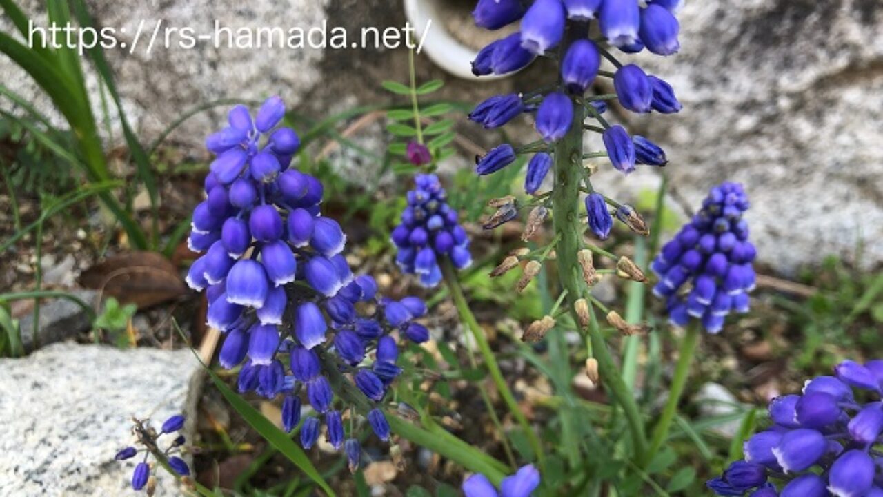 ムスカリに毒はある 自然植物図鑑