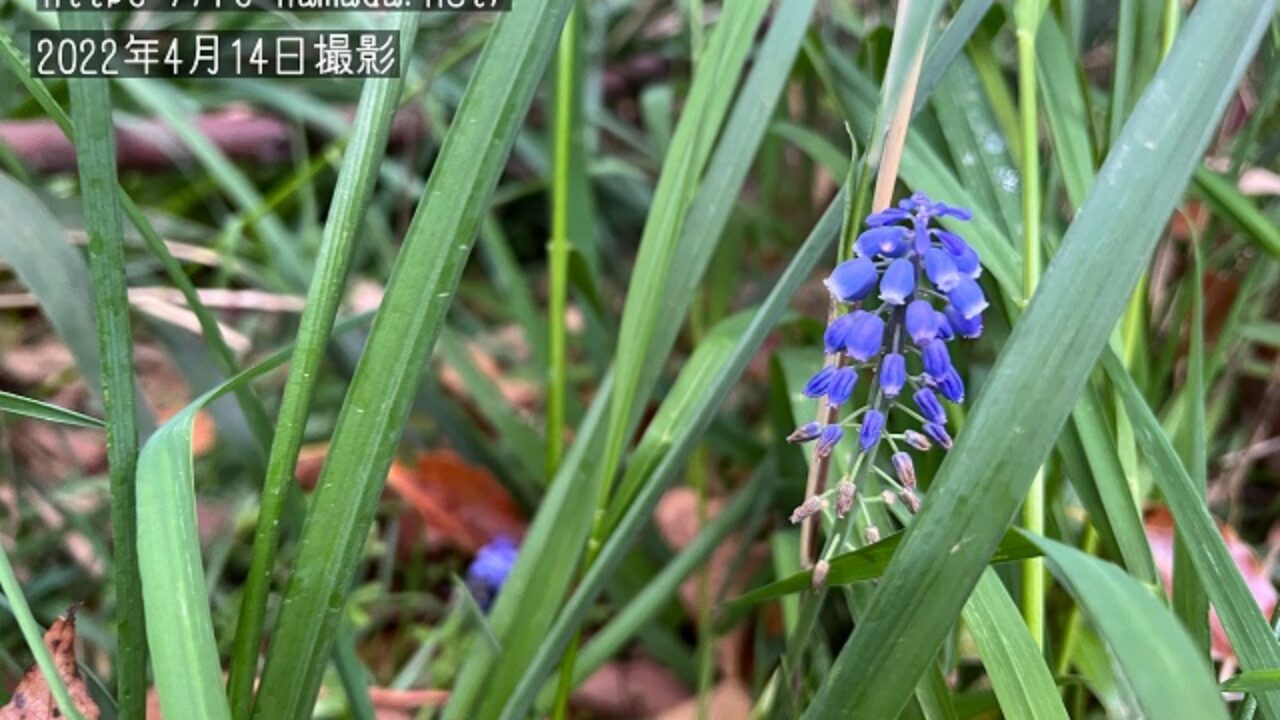 ムスカリの花言葉は 青紫色のイメージが日本と海外で違います 自然植物図鑑 ムスカリの花言葉は 青紫色のイメージが日本と海外で違います 自然植物図鑑