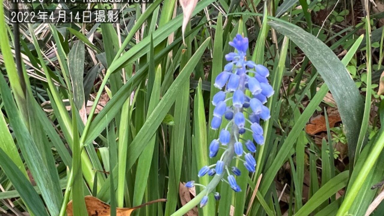 ムスカリの花が終わったら 2つの対処法 自然植物図鑑