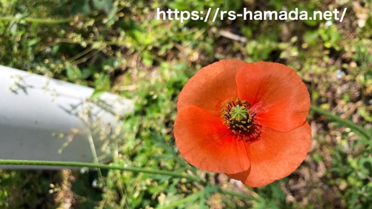 ナガミヒナゲシの花言葉と由来 自然植物図鑑