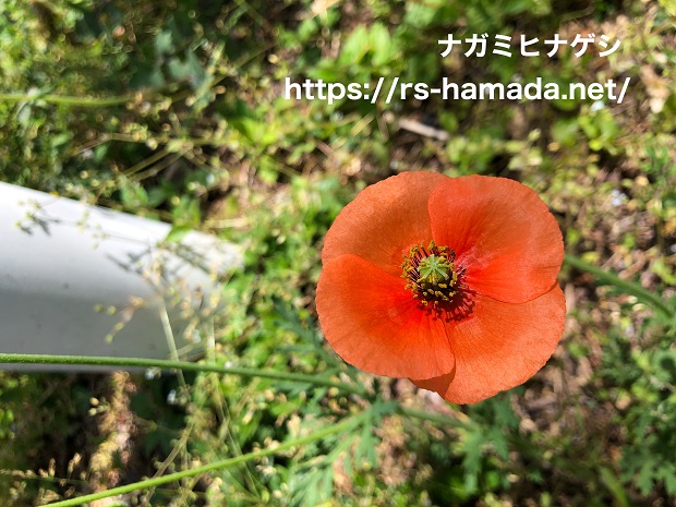 ナガミヒナゲシの花言葉と由来 自然植物図鑑