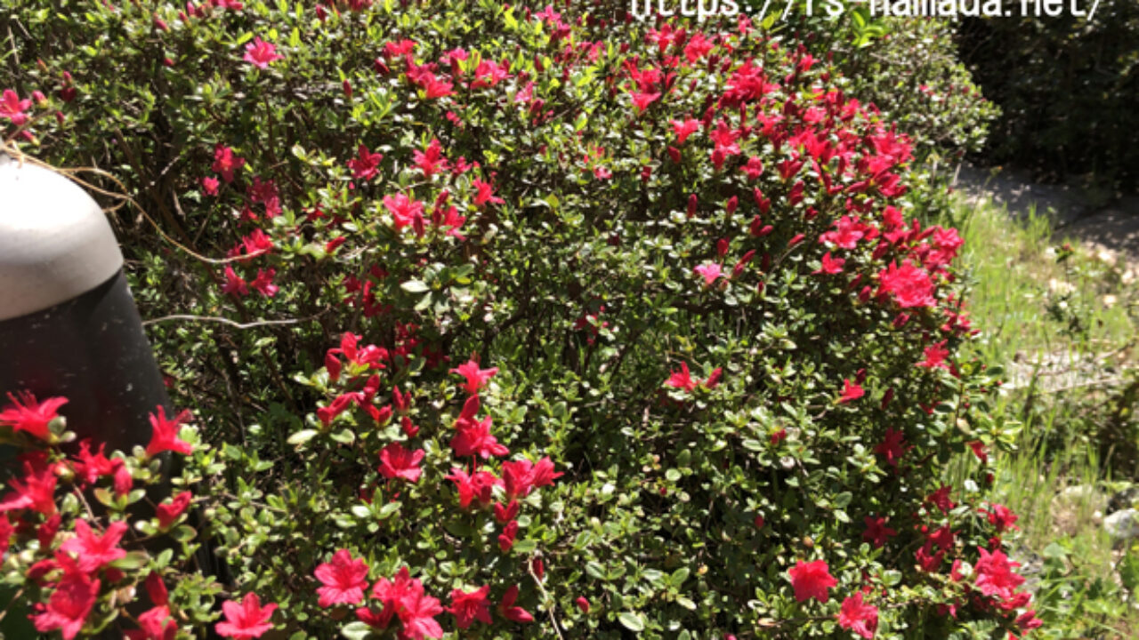 レンゲツツジに含まれる毒成分について解説 自然植物図鑑