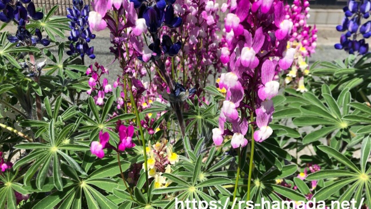 ルピナスの別名は 他のマメ科の植物の別名も一緒にご紹介 自然植物図鑑