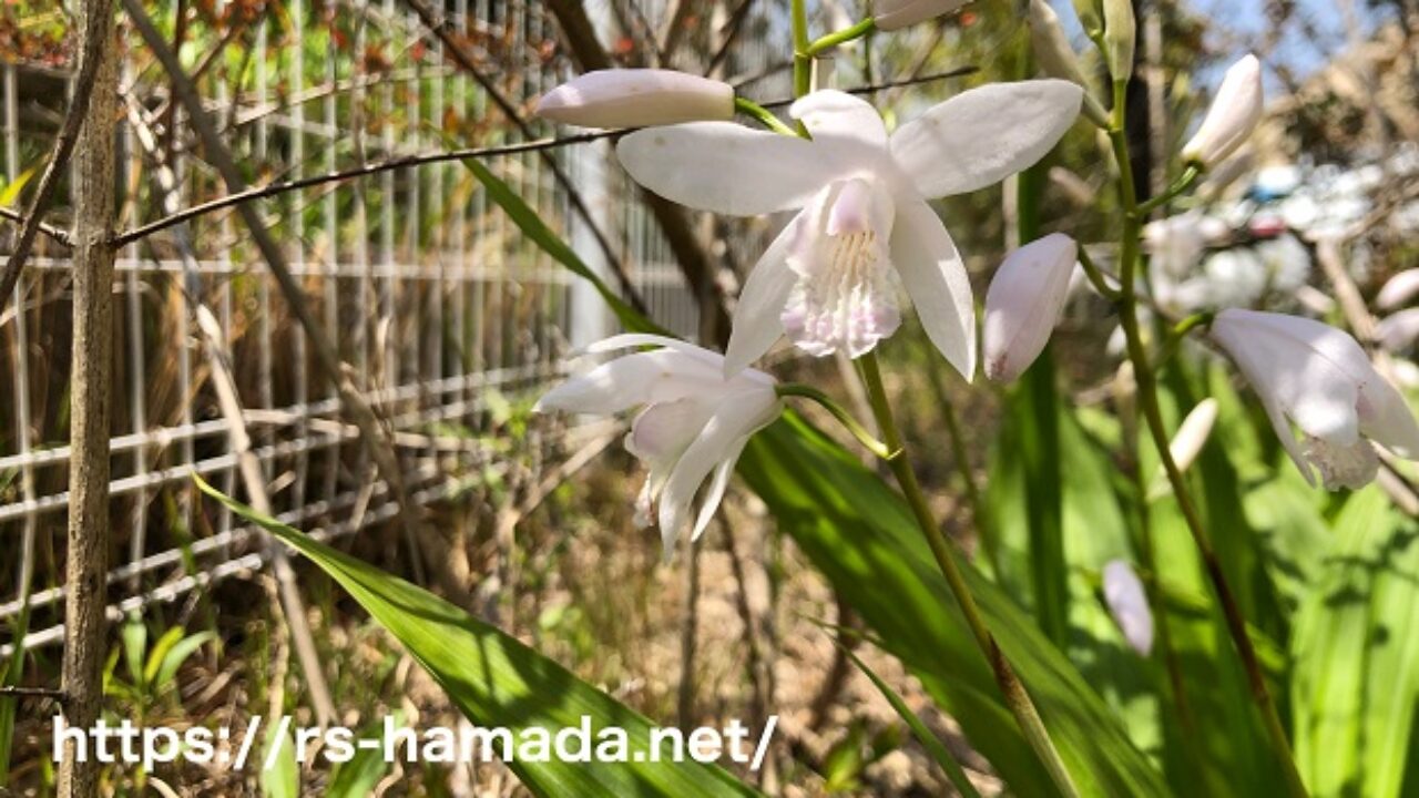 白花シランの特徴 画像付き 自然植物図鑑