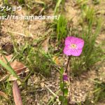 ユウゲショウ
