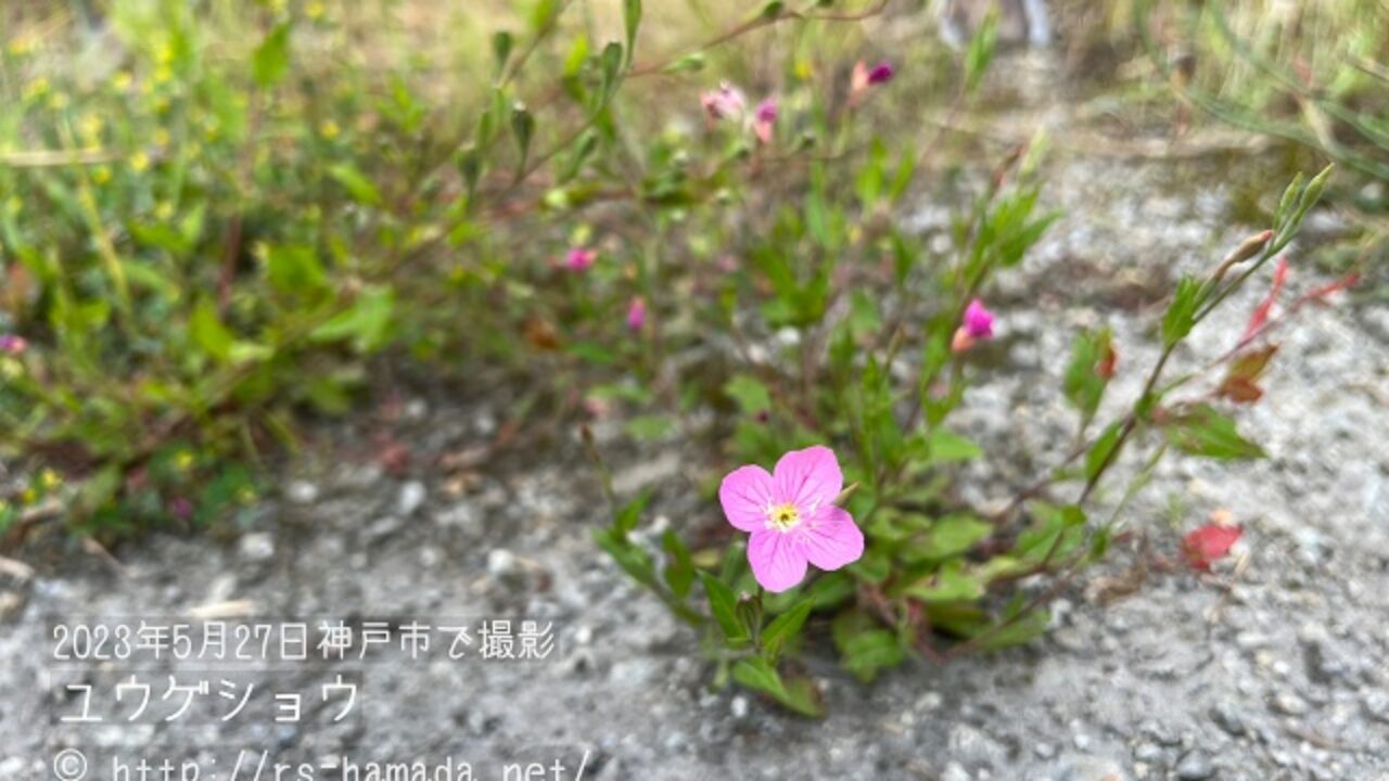 山野草②アカバナユウゲショウ 株分け苗 山野草・夏編#62 ユウゲショウ