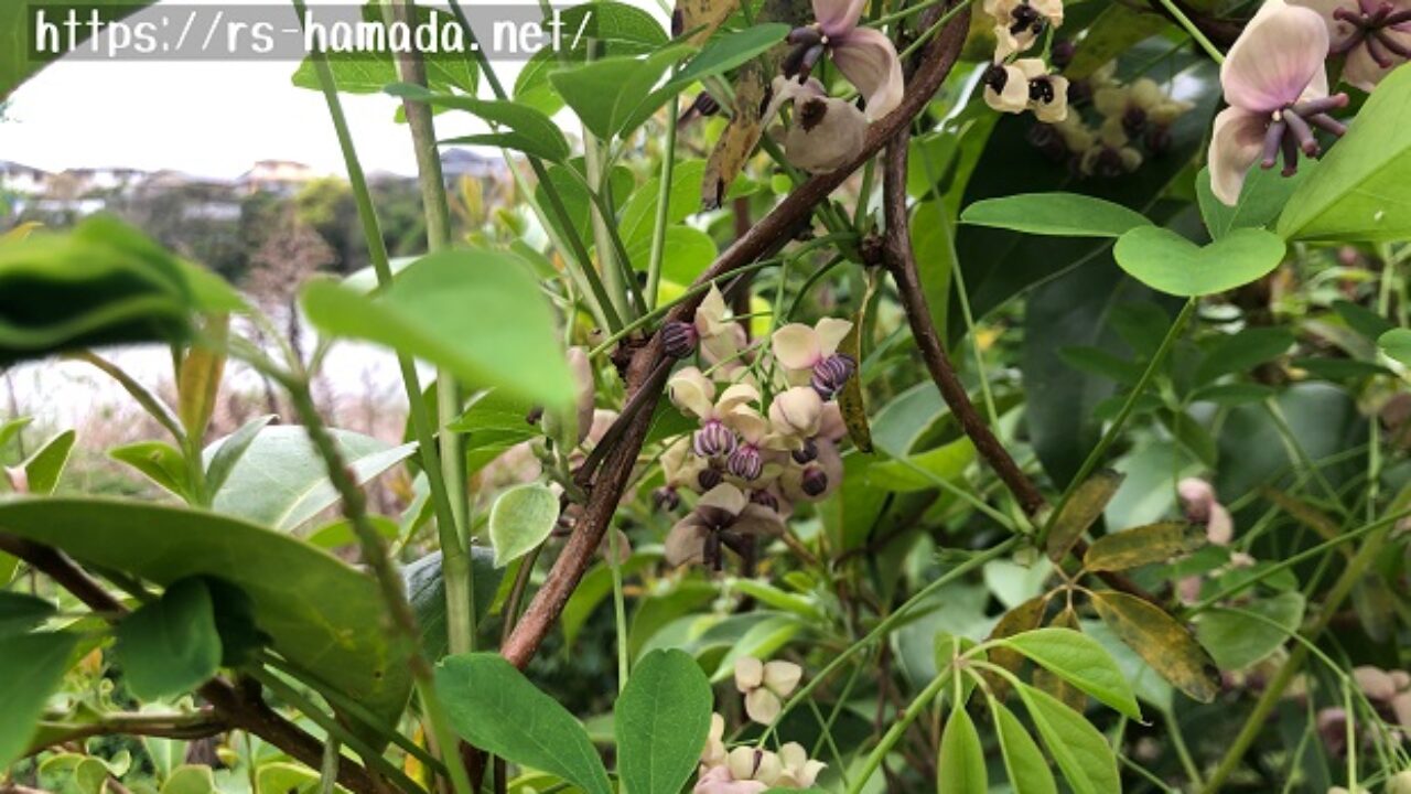 アケビの花 雄花と雌花の違いを画像で解説 自然植物図鑑
