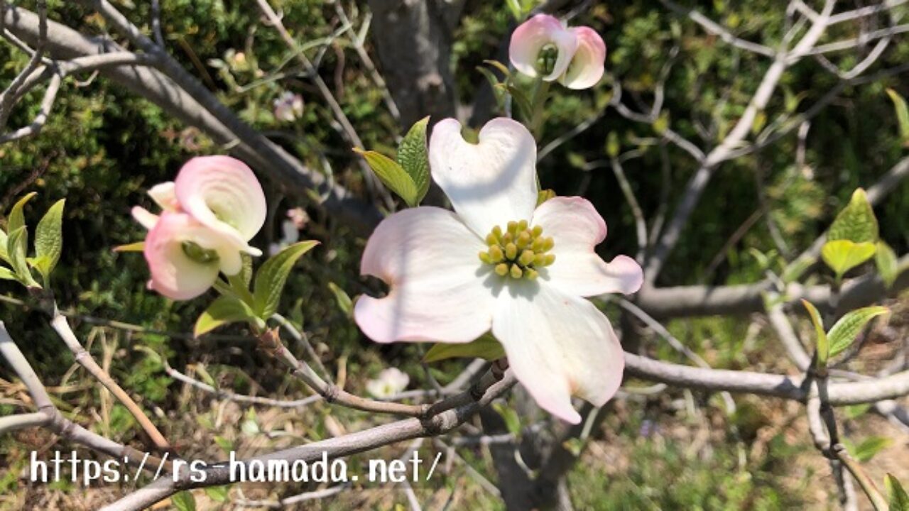 花冠と花弁の違いについて画像を使ってわかりやすく解説 自然植物図鑑