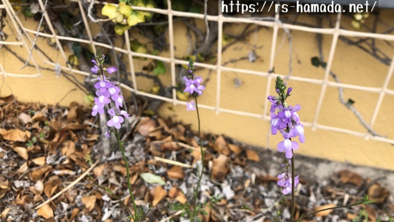マツバウンランは雑草 薄紫色のきれいな花を咲かせるのに失礼では 自然植物図鑑