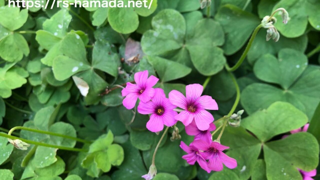 ムラサキカタバミを駆除する方法3選 自然植物図鑑