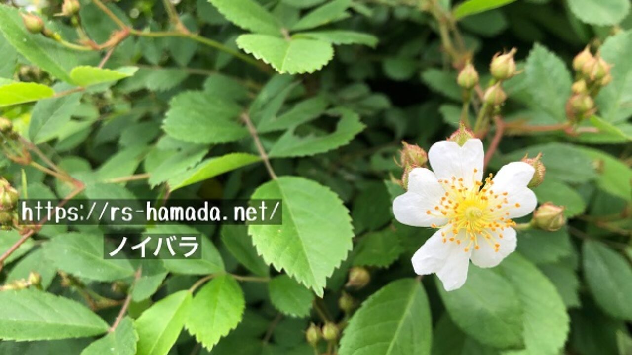 ノイバラの花の特徴 自然植物図鑑