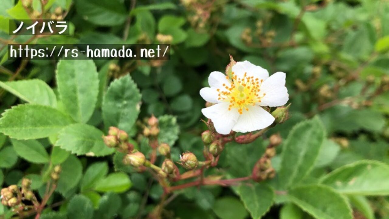 ノイバラの花言葉と由来 自然植物図鑑