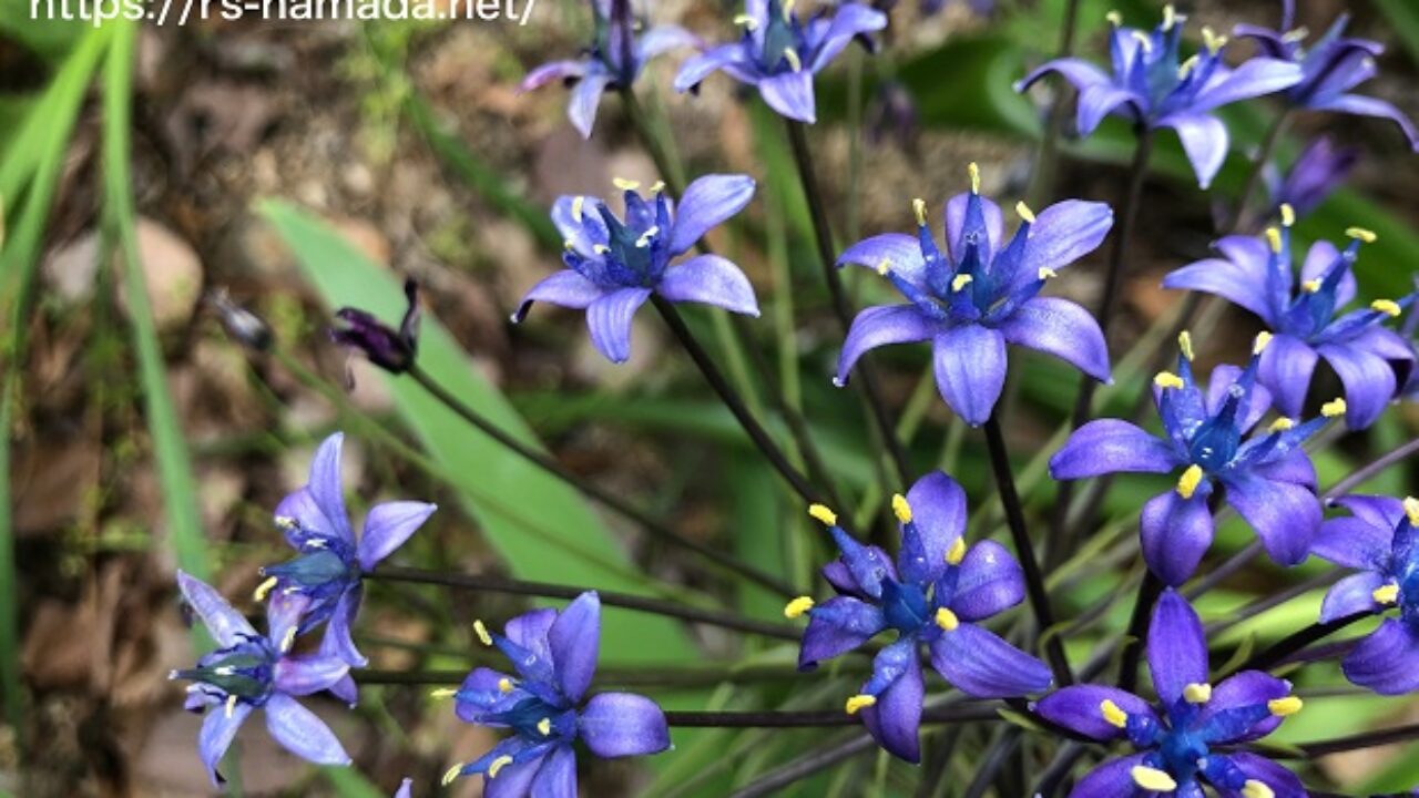 シラーペルビアナの花が咲かない原因5選 自然植物図鑑