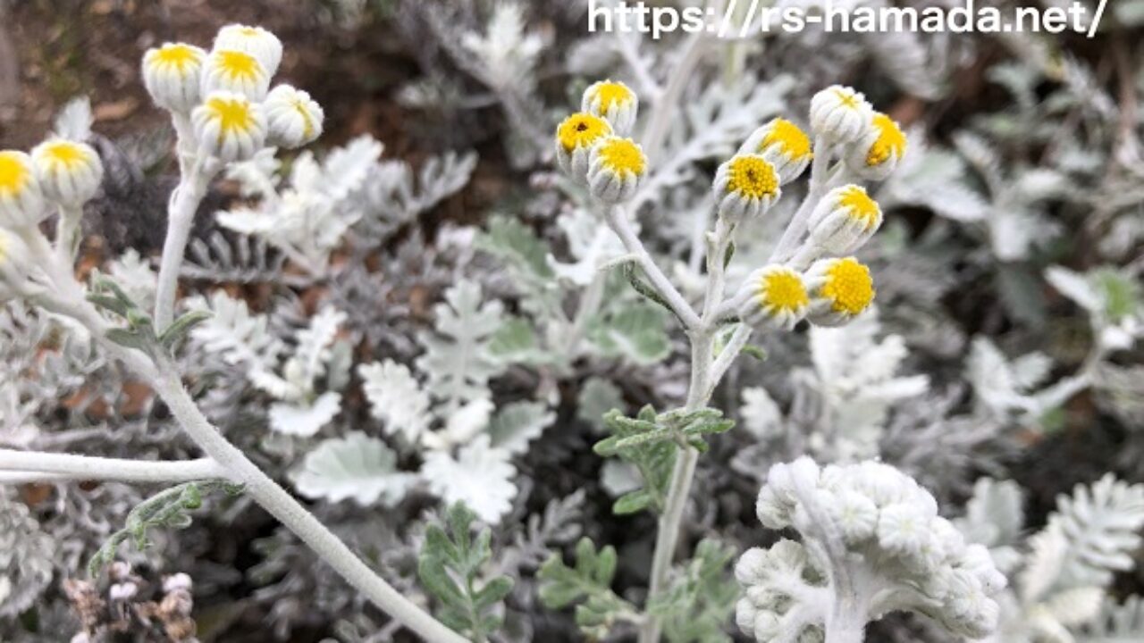 シロタエギクの花言葉と由来 自然植物図鑑