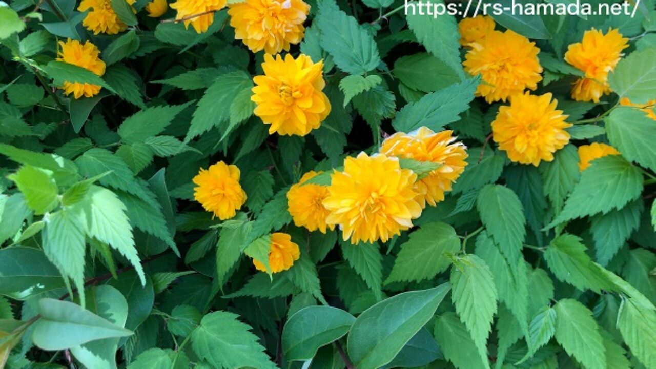 ヤエヤマブキの花の特徴 自然植物図鑑