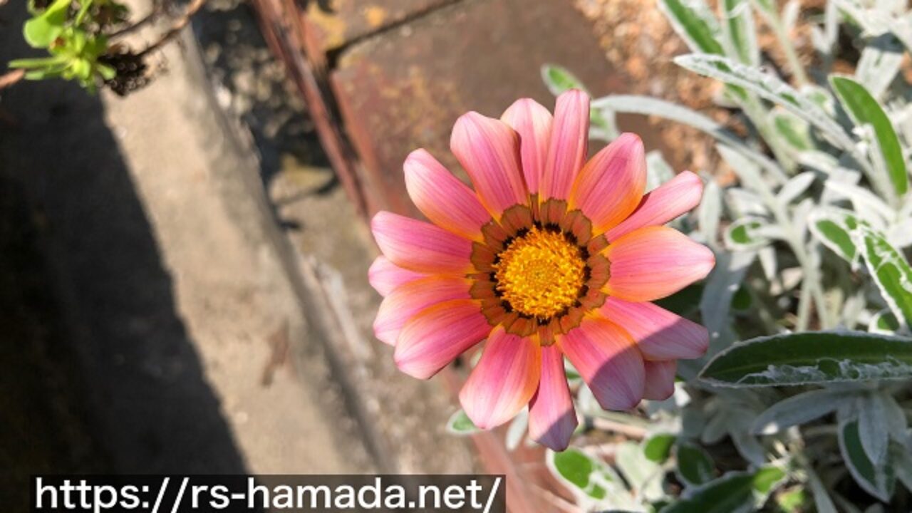 ガザニアは多年草 他の花と比較しながらわかりやすく解説 自然植物図鑑