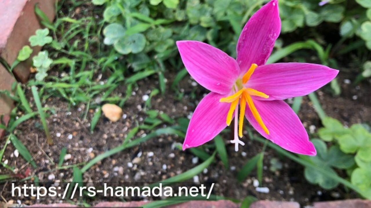 サフランモドキの花の特徴 画像付き 自然植物図鑑