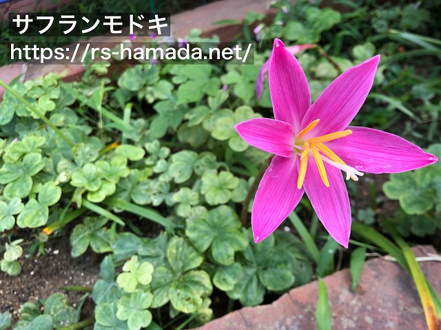 サフランモドキと似た花を画像付きでご紹介 自然植物図鑑