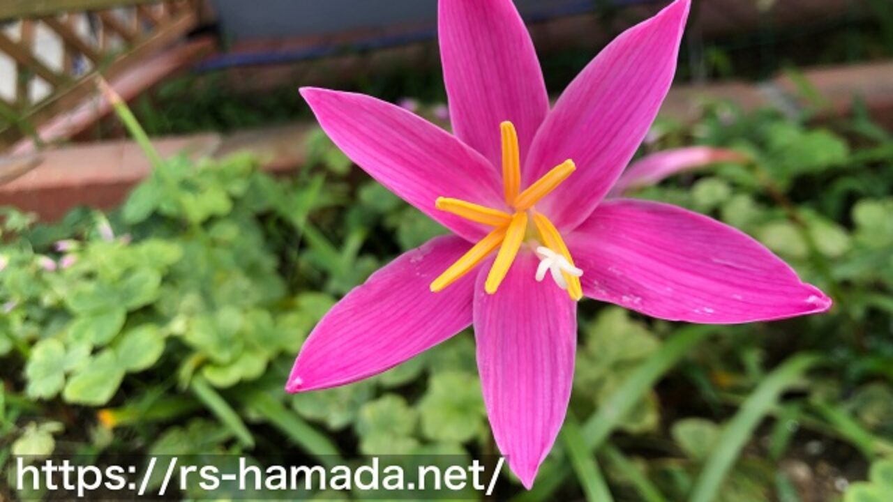 サフランモドキの花言葉と由来を他の植物の花言葉と比較しながら解説 自然植物図鑑