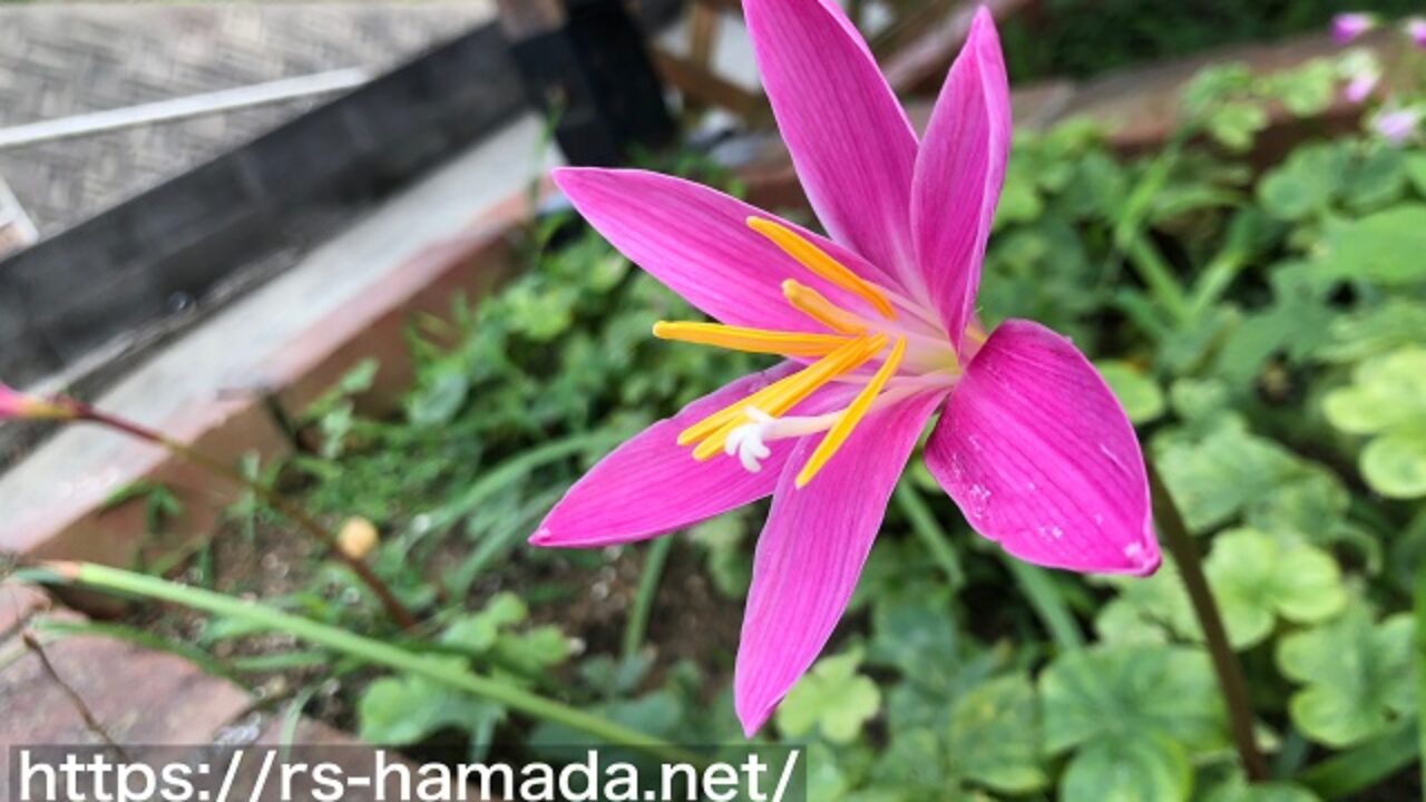 サフランモドキの毒成分 中毒量と症状 自然植物図鑑